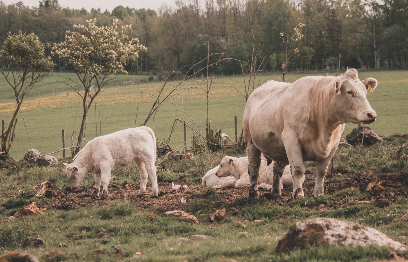 MSU Animal Science Test 1 Practice Test course image