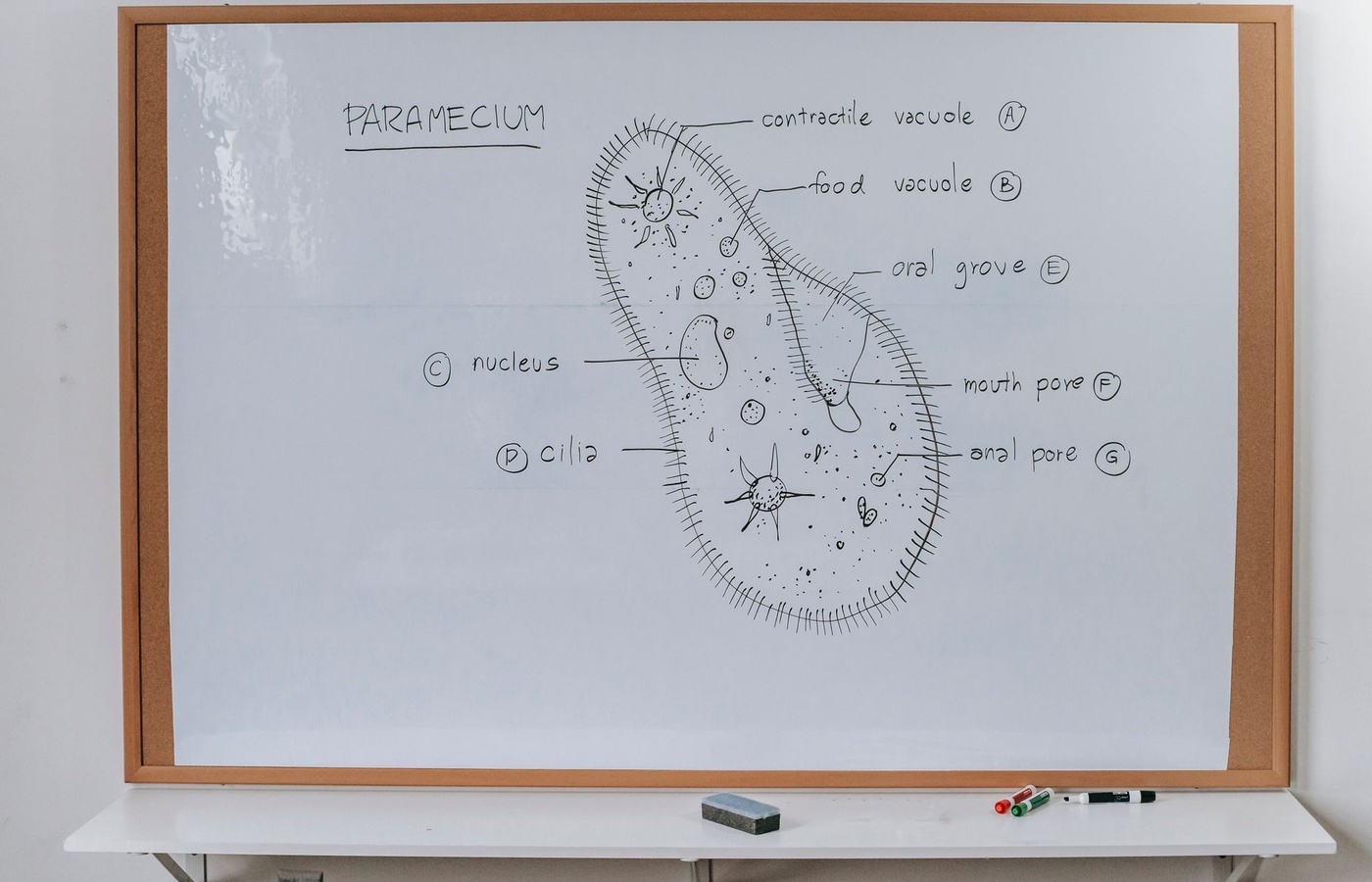 MTTC Health Education (112)