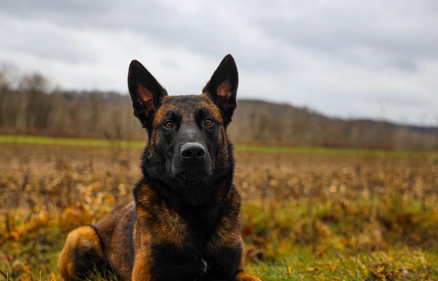 Military Working Dogs (MWD) Block 1