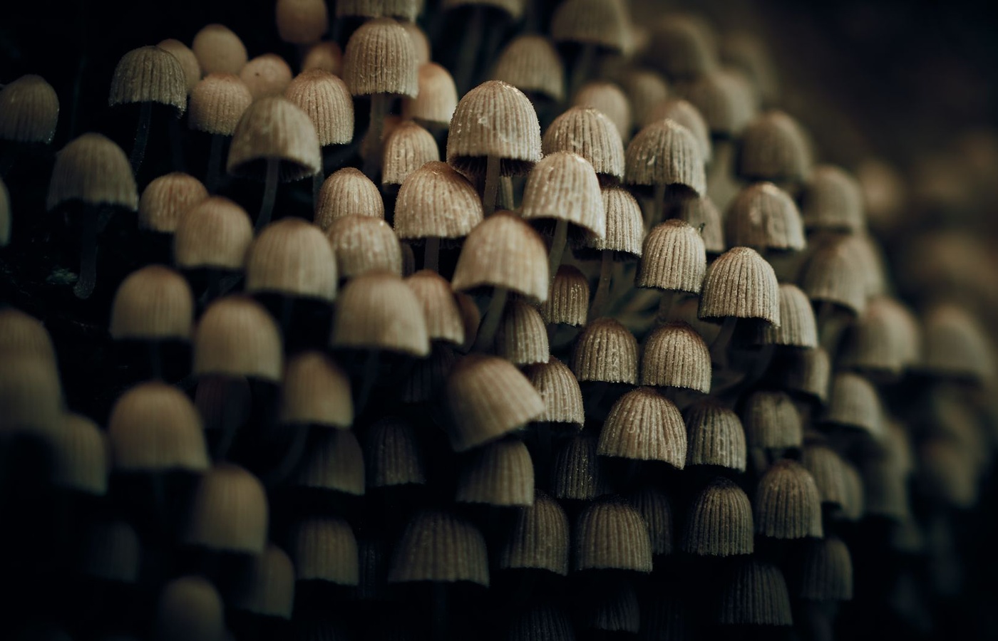 Mycology