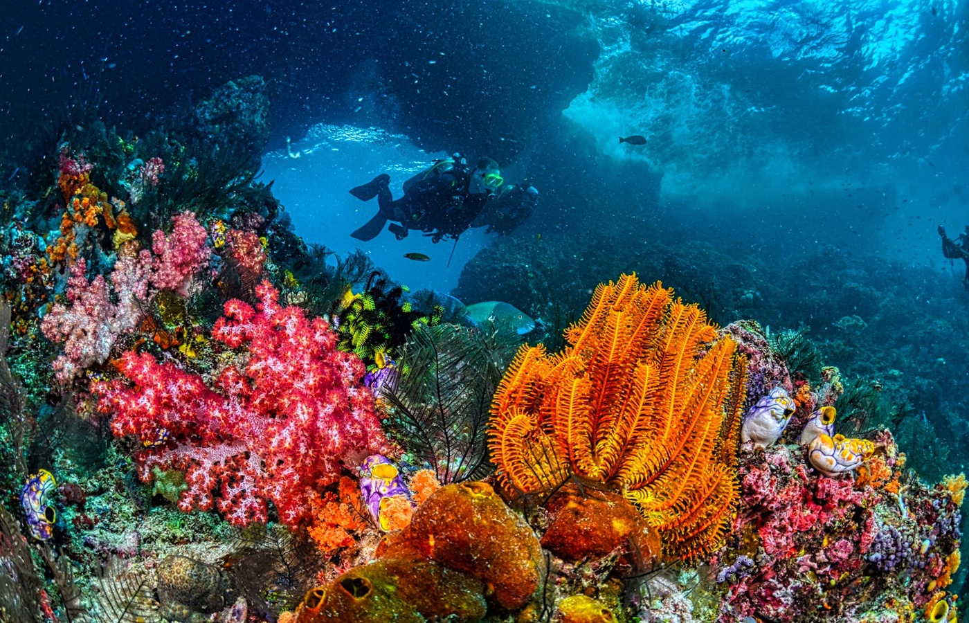 NASE Dive Class