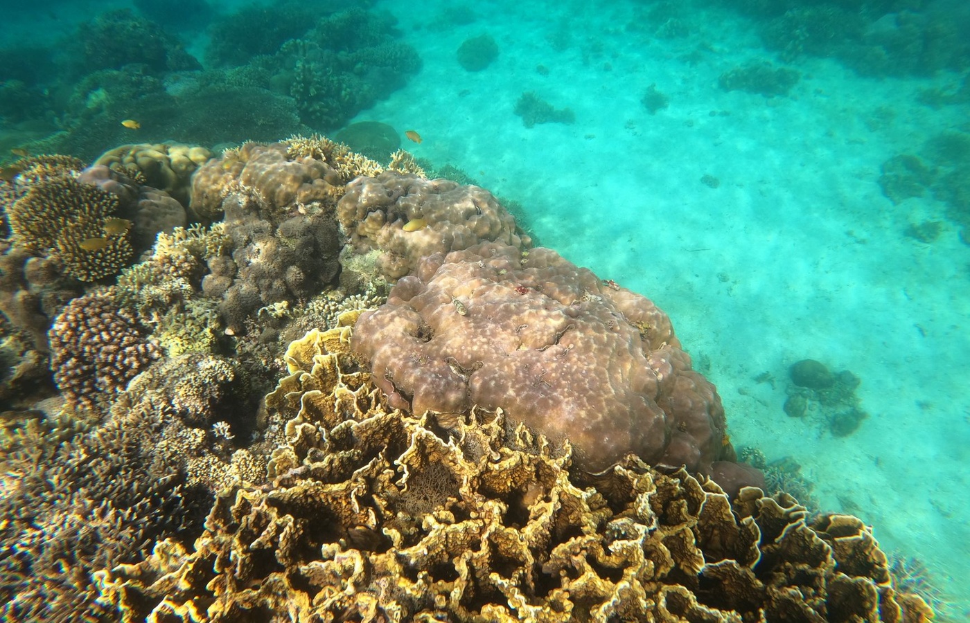 NAUI Divemaster