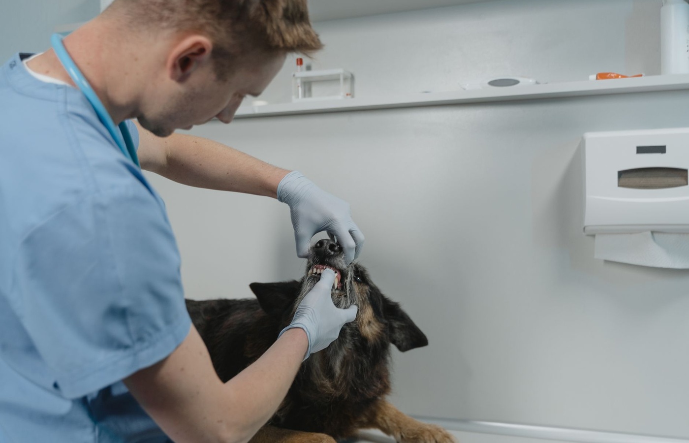NAVTA Approved Veterinary Assistant (AVA)