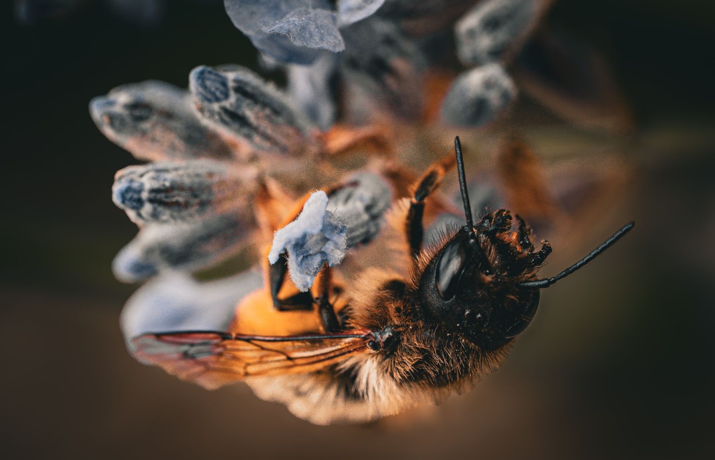 North Carolina Certified Beekeepers