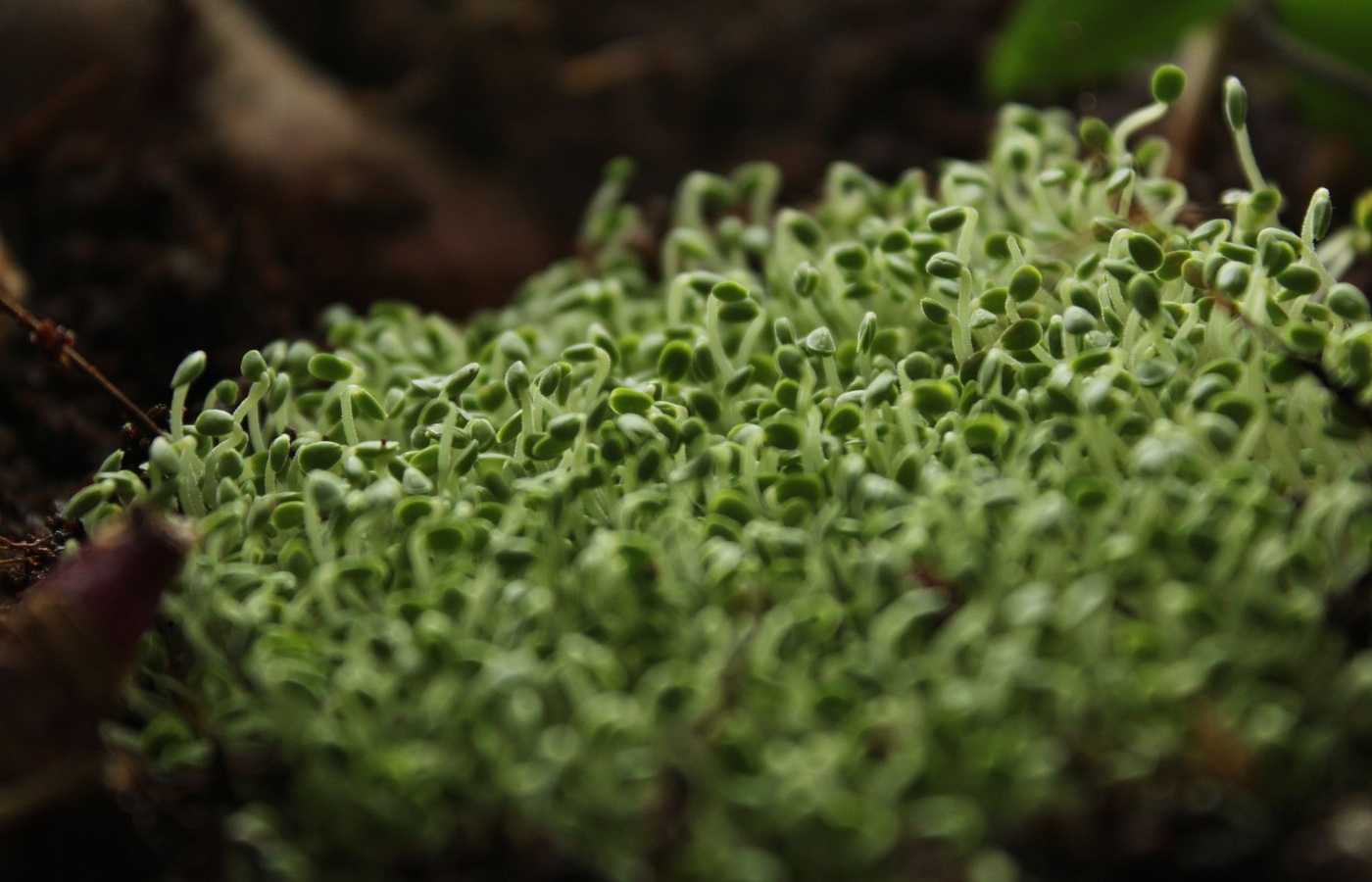 NCEA Level 3 Biology – Plant and Animal Responses (AS91602)