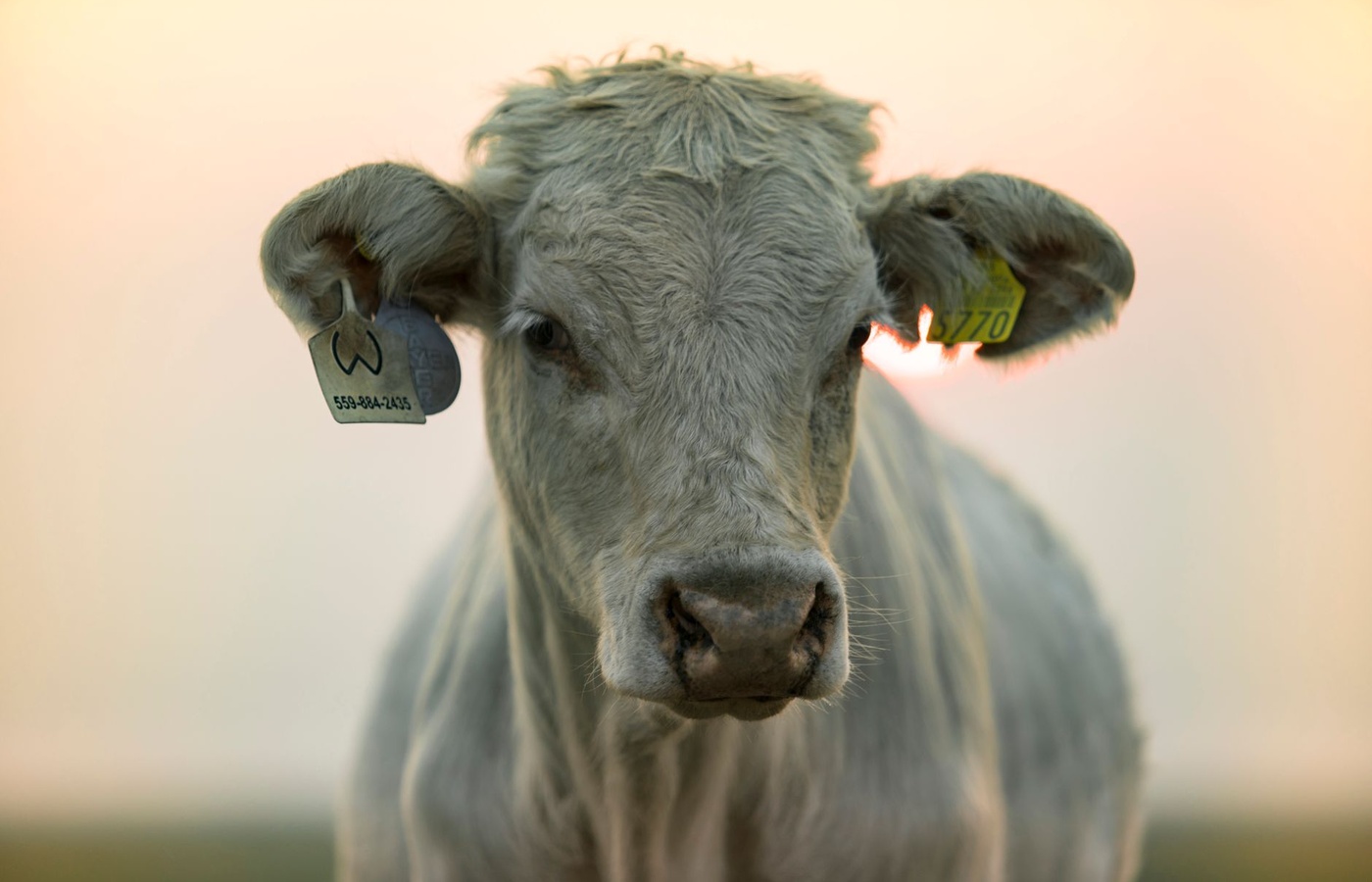 NCLCA Principles of Livestock Selection & Evaluation Certification