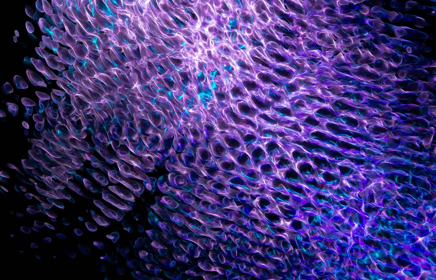 Neurophysiology – Cell Types, Signals, and Sensory Pathways