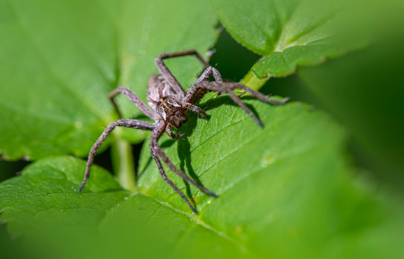Nevada C3 Wood-Destroying Pests / Structural Pest Control (Wood-Destroying Organisms)