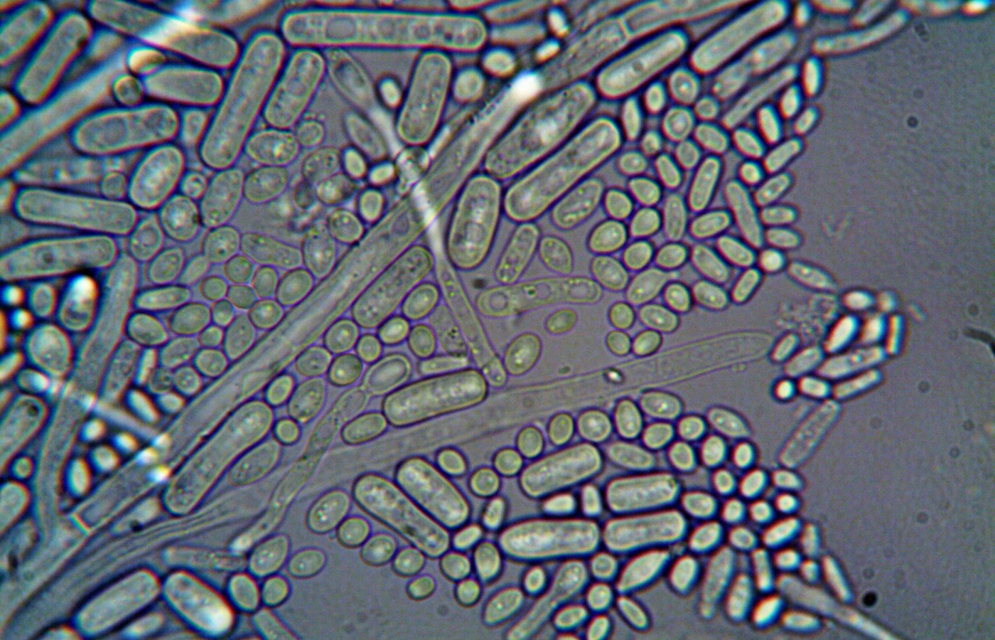 New CED – Biological Basis of Behavior