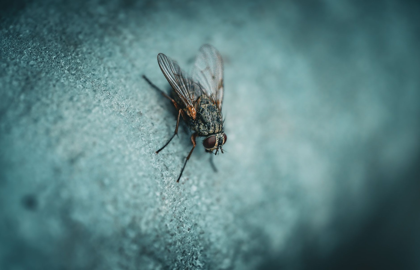 New Jersey 7A Pest Control