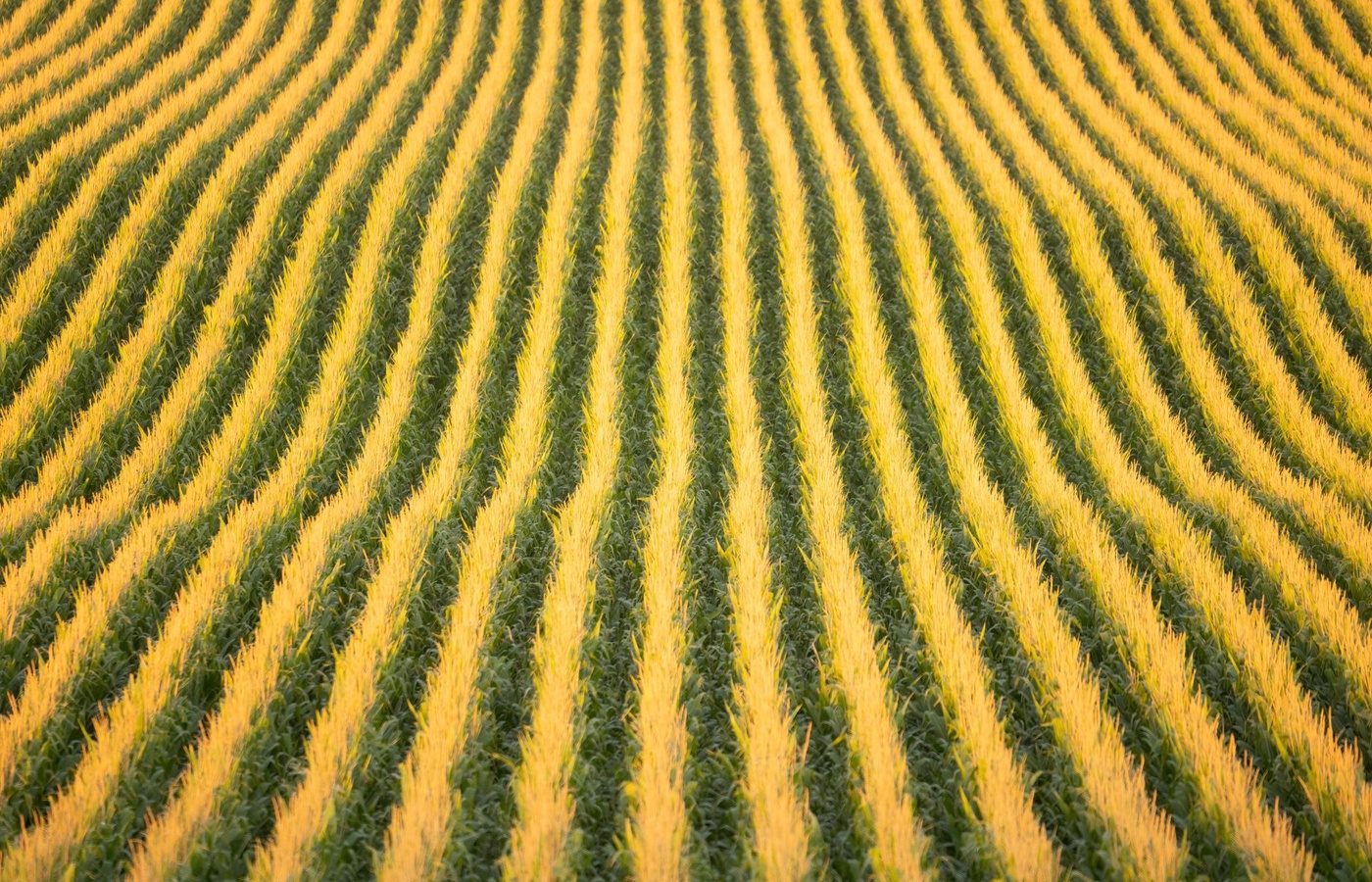North Dakota Future Farmers of America (FFA)