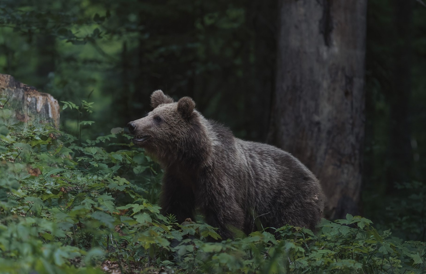 NPTEL Wildlife Ecology