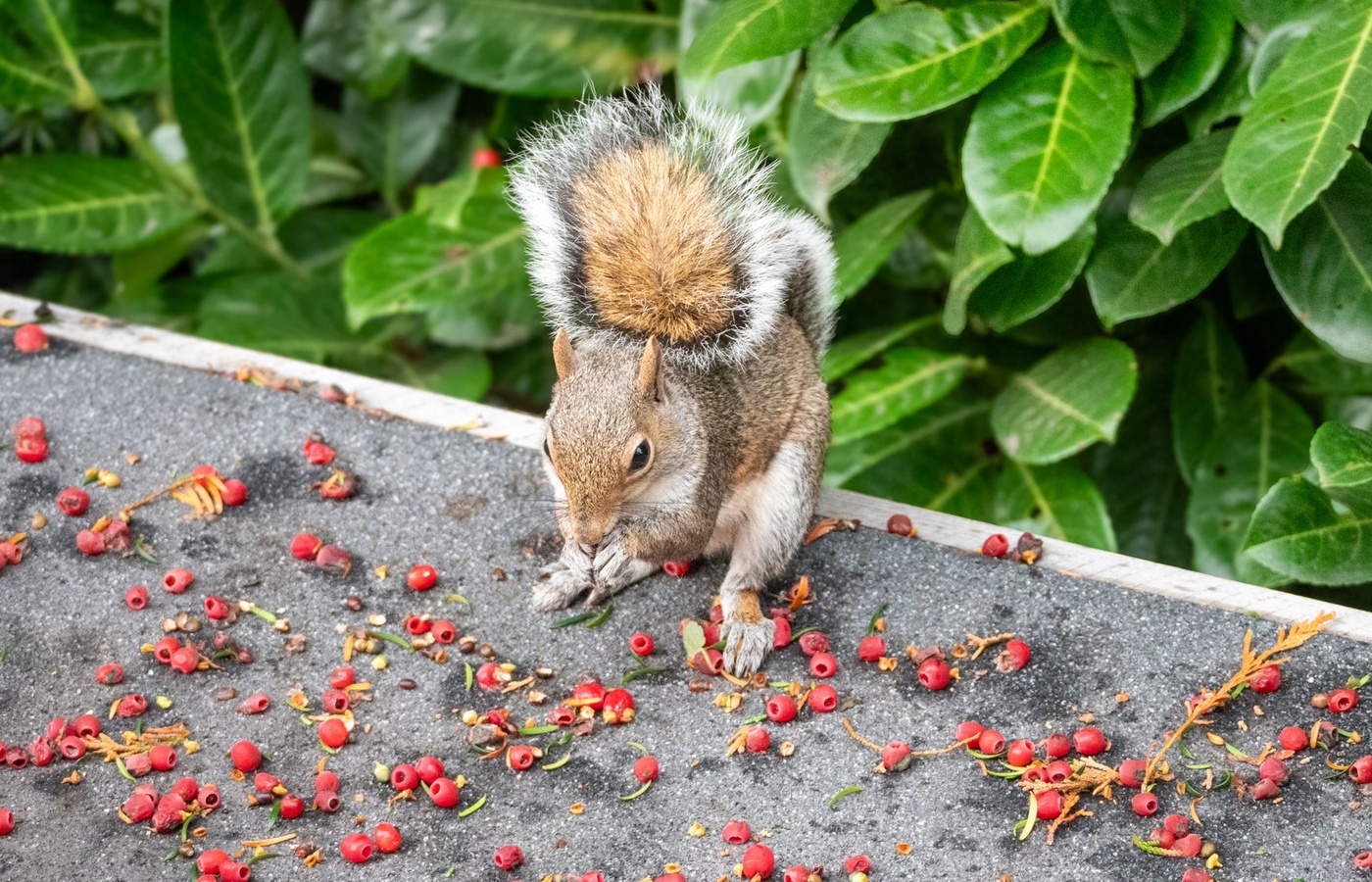 Nuisance Wildlife Control Operator