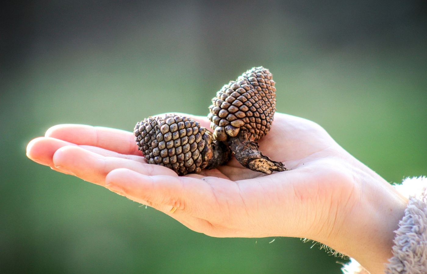 New York State Wildlife Rehabilitation