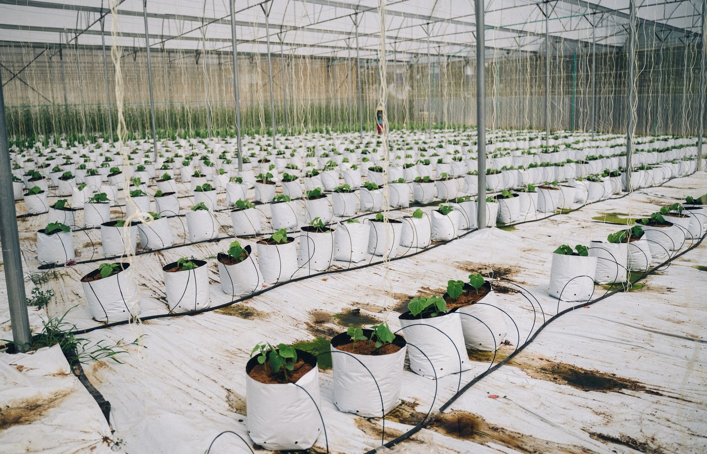 Ohio Certified Nursery Technician