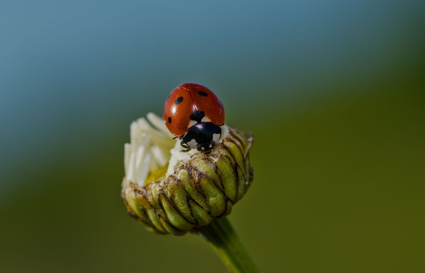 Oklahoma General Pest 7A