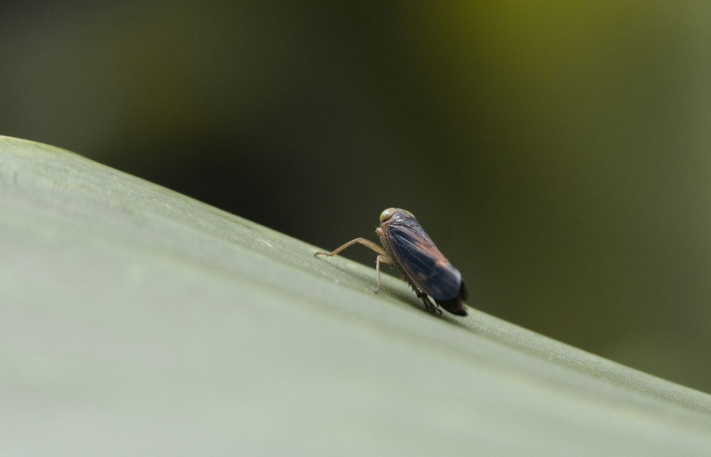 Oklahoma Turf & Ornamental Pest Control (Cat 3A)