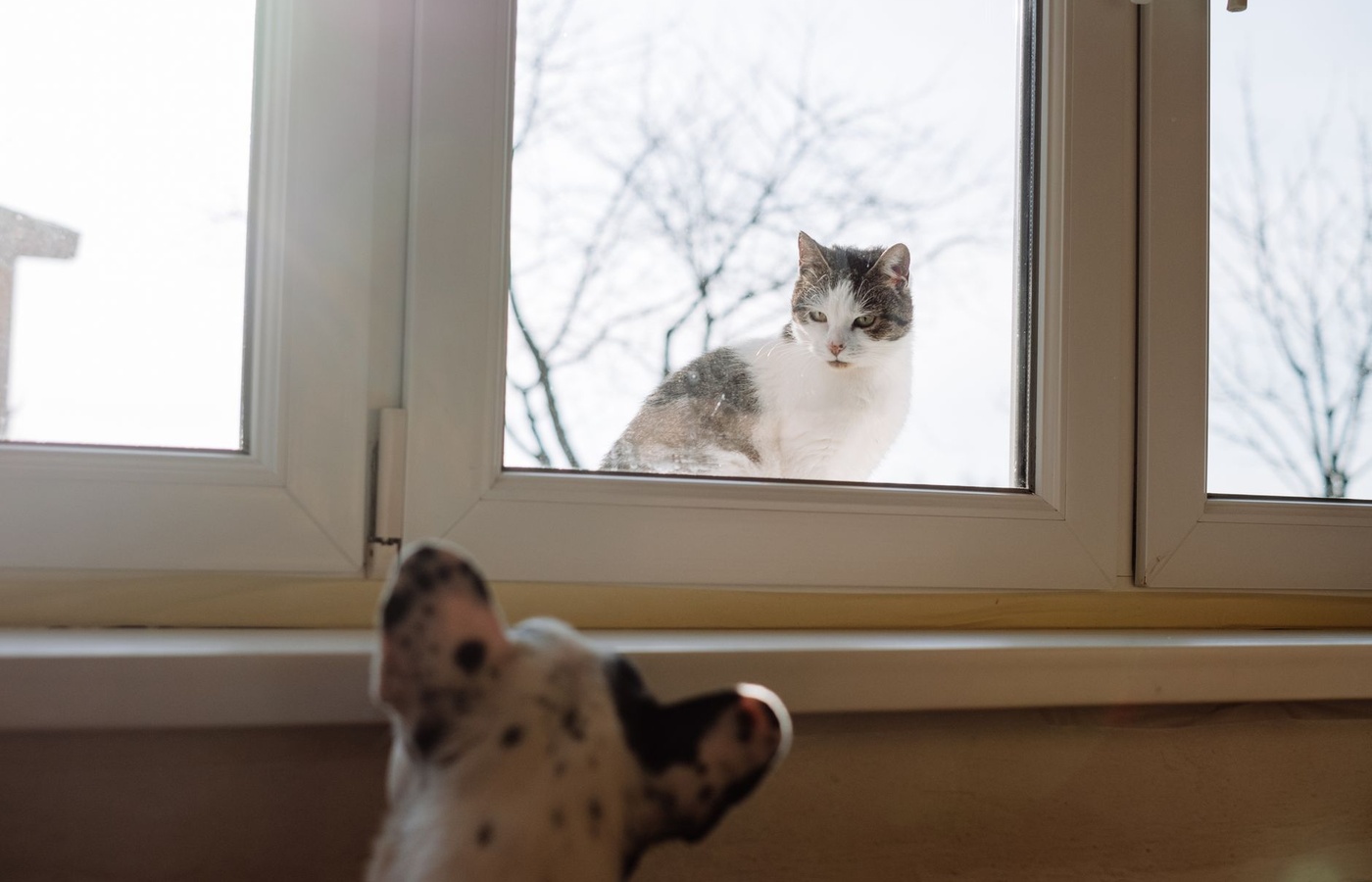 Options for Animals