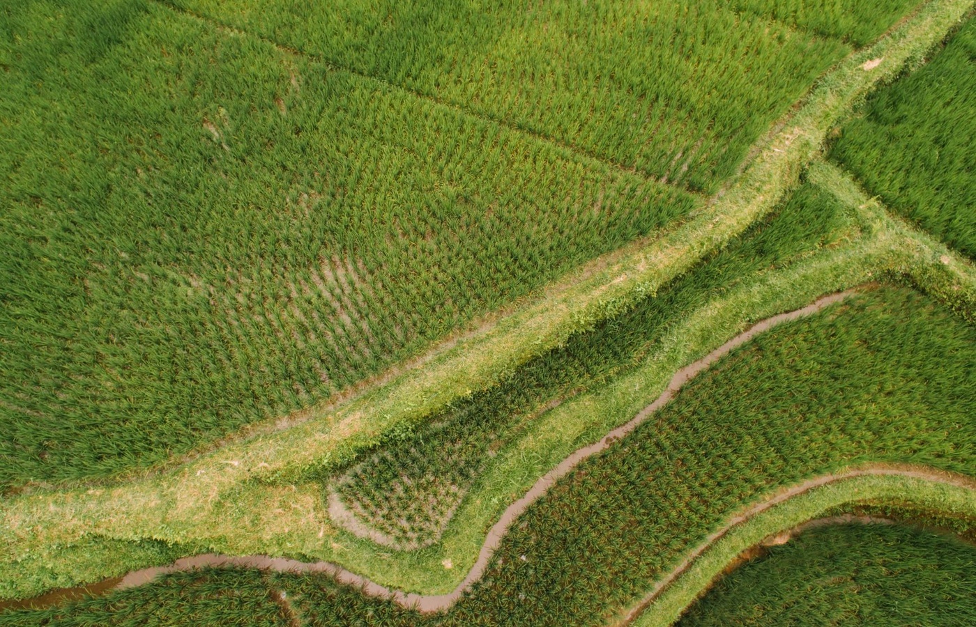 Oregon Pesticide