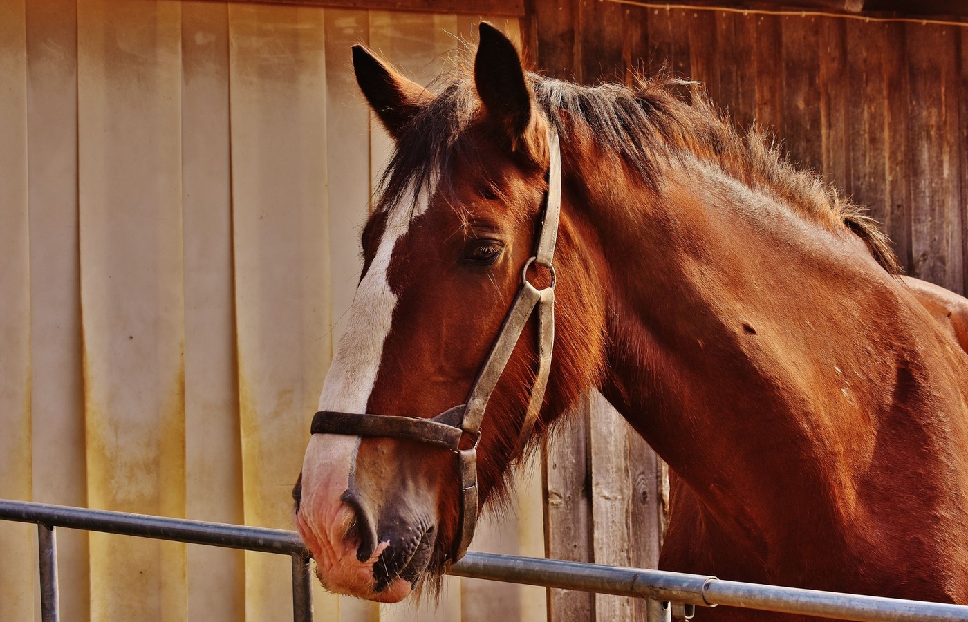 PATH Certified Therapeutic Riding Instructor (CTRI)