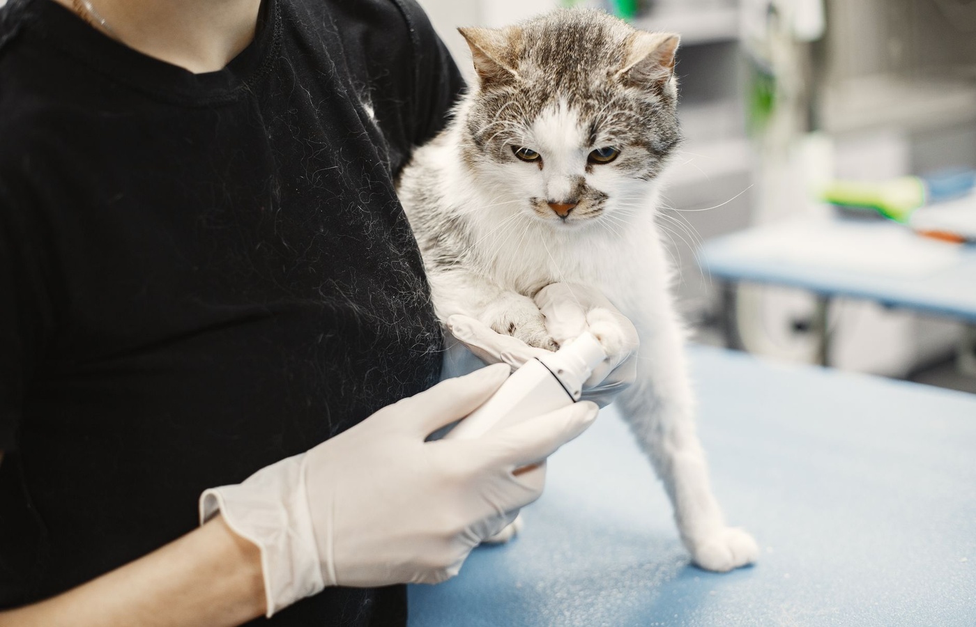 Program for the Assessment of Veterinary Education Equivalence (PAVE)