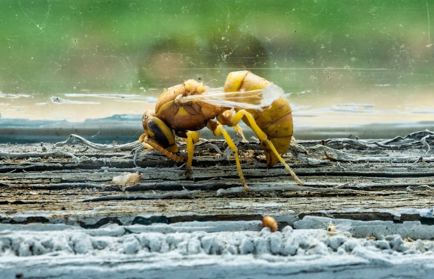 Pest Control Adviser (PCA) Laws and Regulations