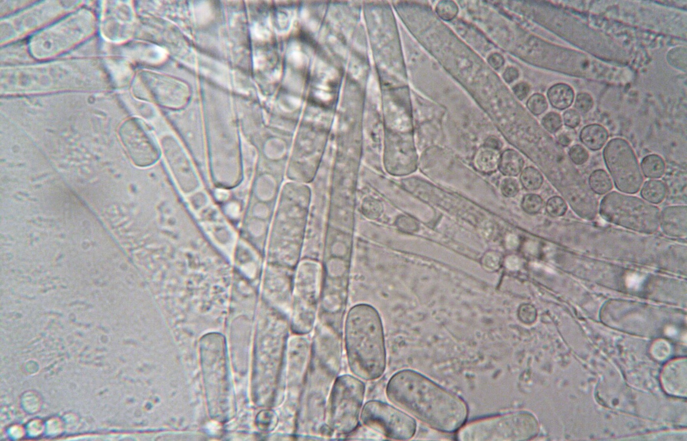 Pest Control Adviser (PCA) Plant Pathogens