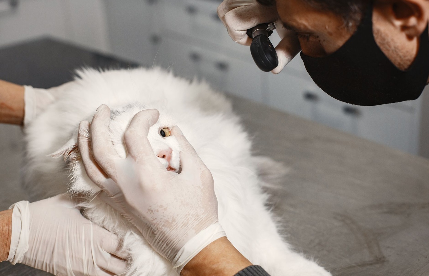 Penn Foster Intro to Veterinary Technology