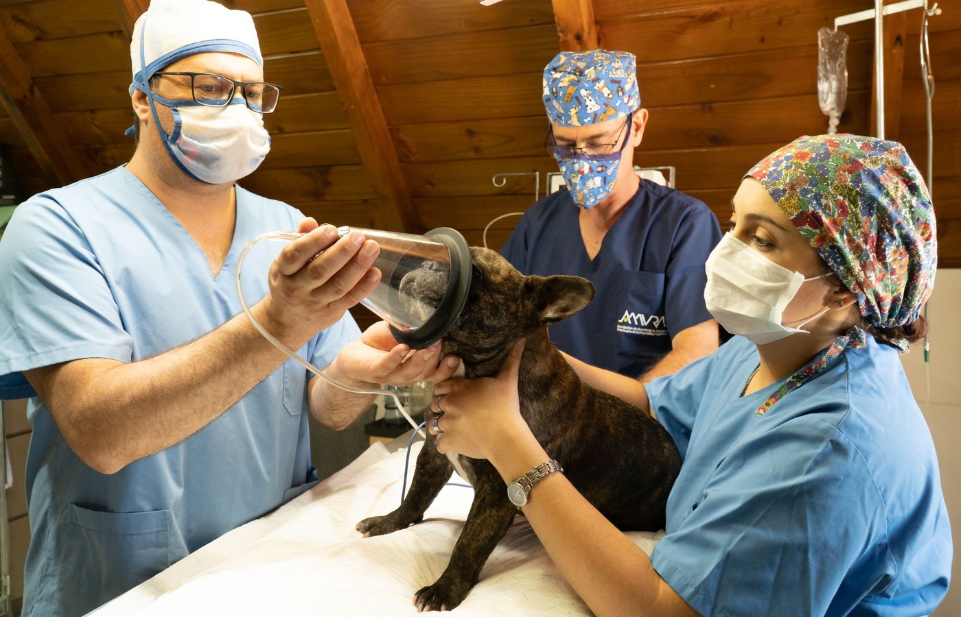 Penn Foster Anesthesia for Veterinary Technicians (VET 212)