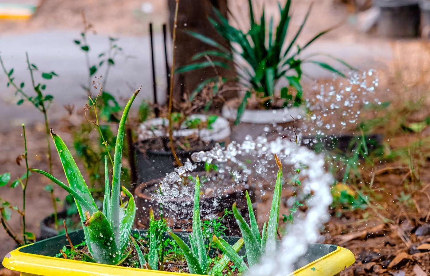 Penn State Master Gardener