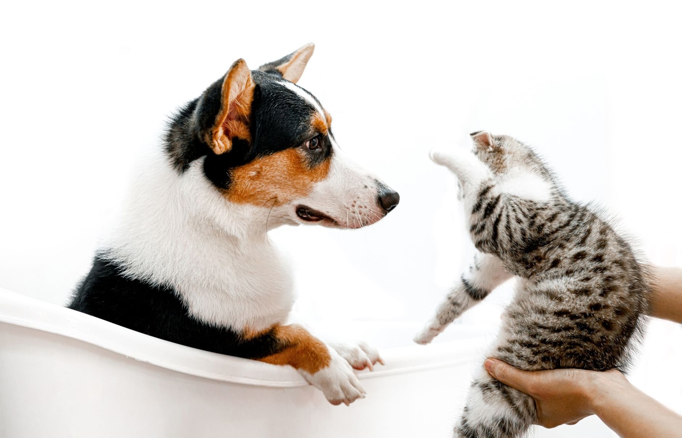 Petsmart Grooming