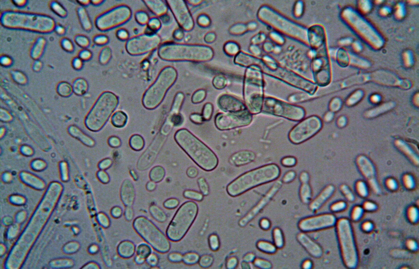 Portage Learning Microbiology