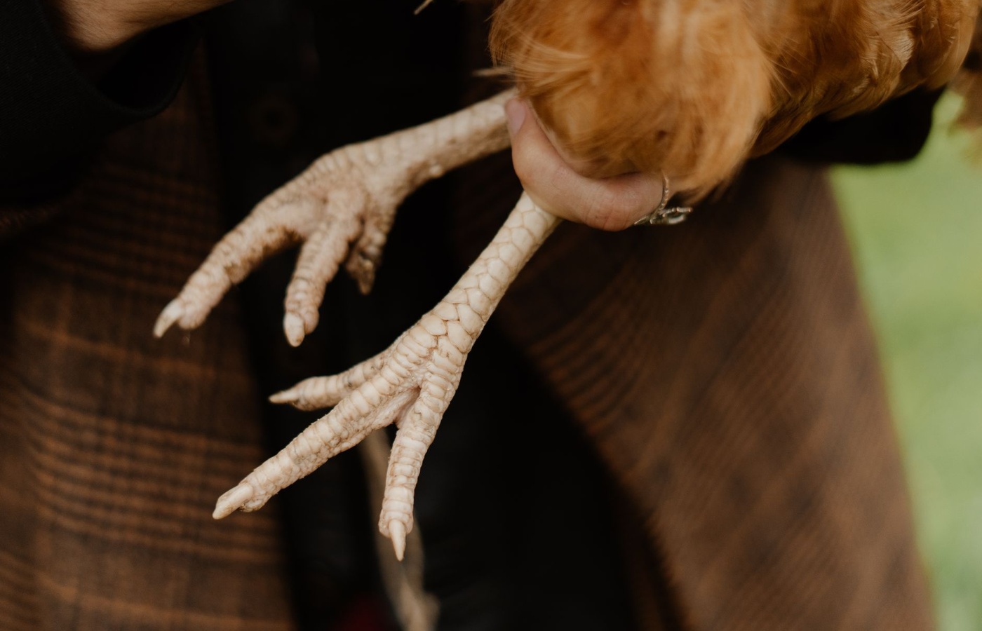 Poultry Showmanship
