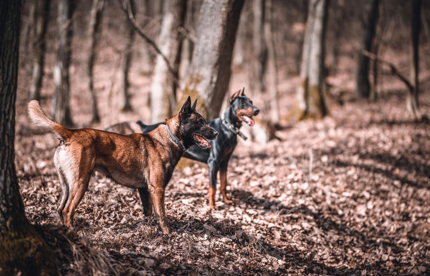 Principles of Military Working Dogs (MWD) Conditioning