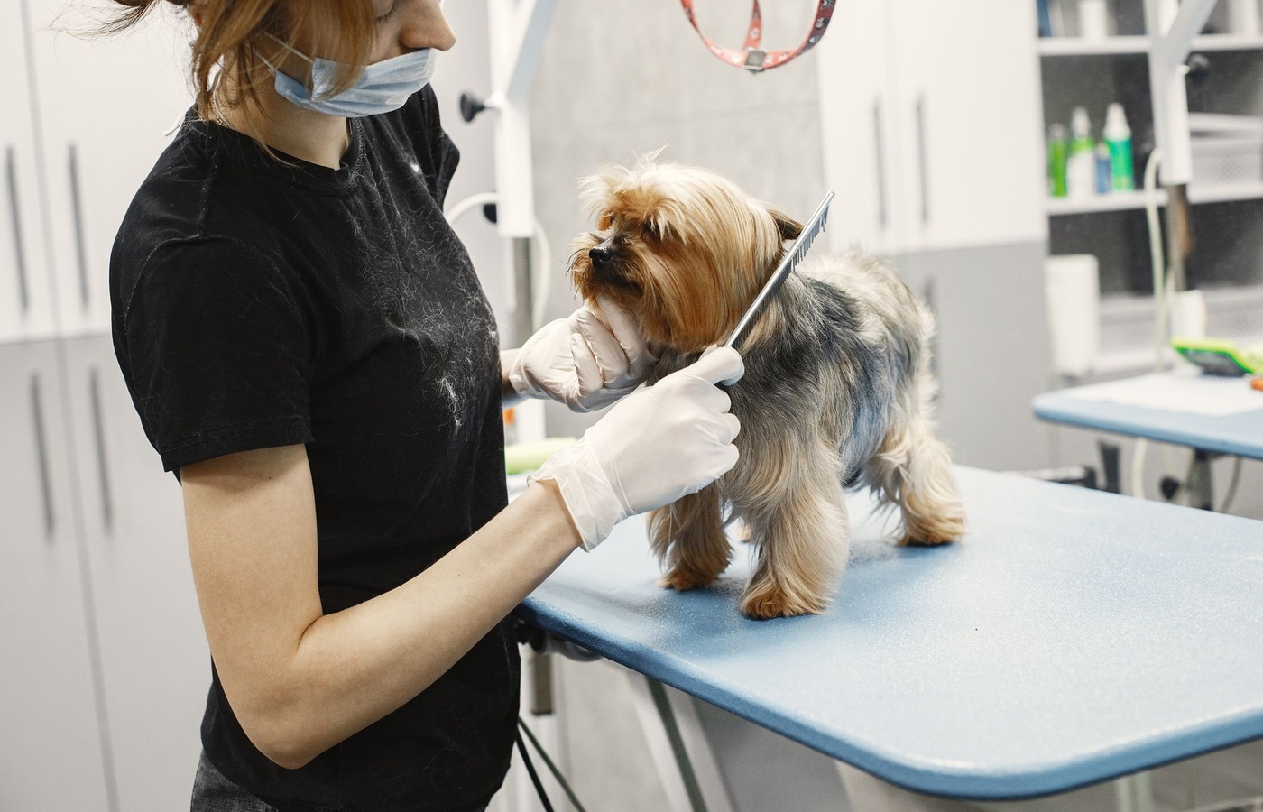 Professional Dog Grooming
