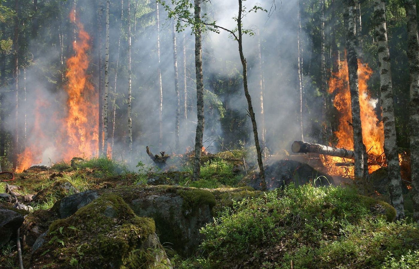 S-290 Intermediate Wildland Fire Behavior