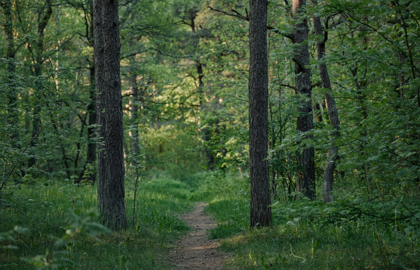 South Carolina Park Ranger