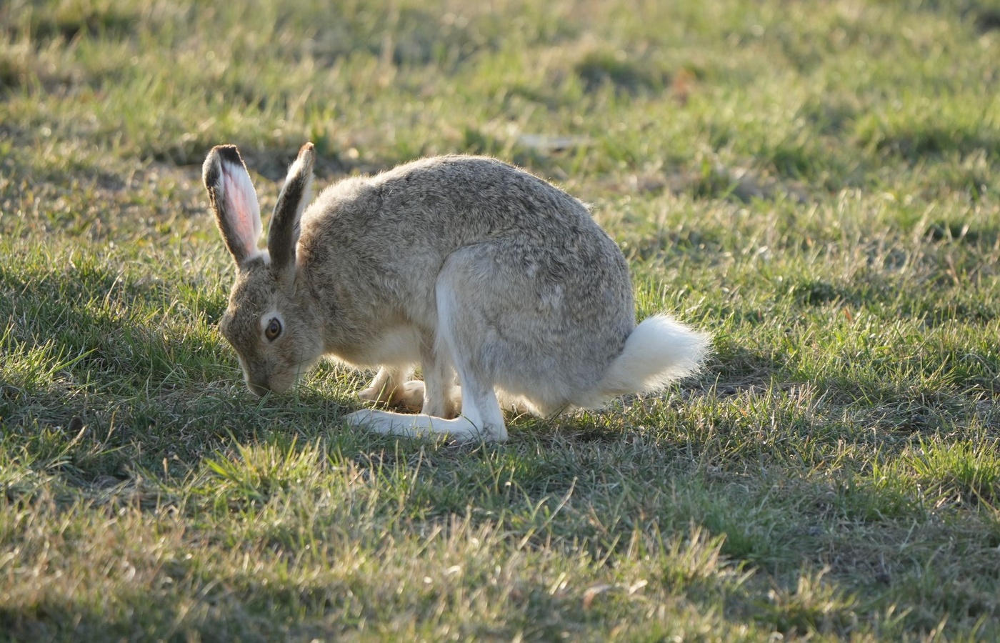 Senior 4-H Rabbit