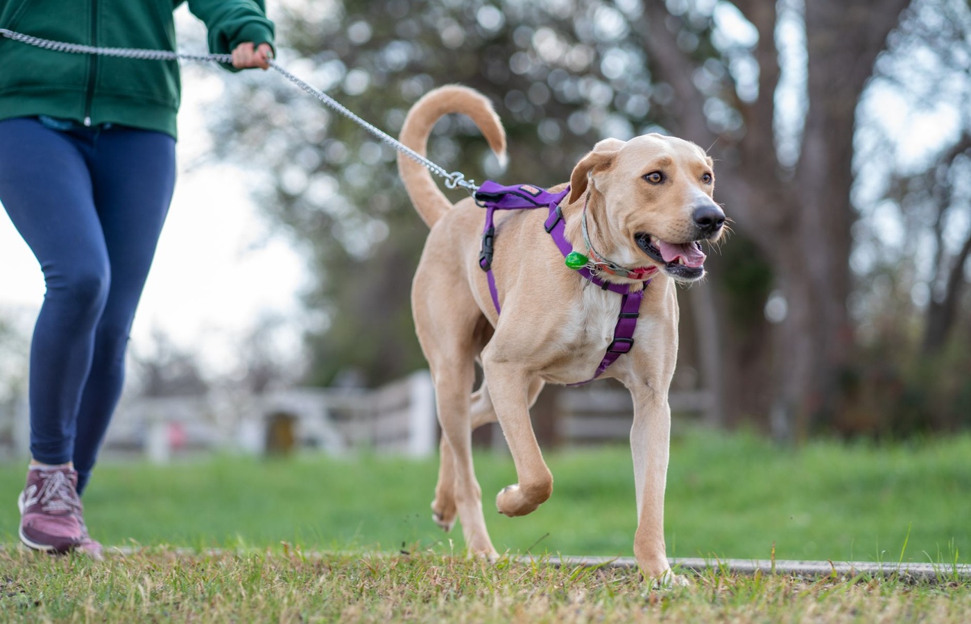 Service Dog Training Certification