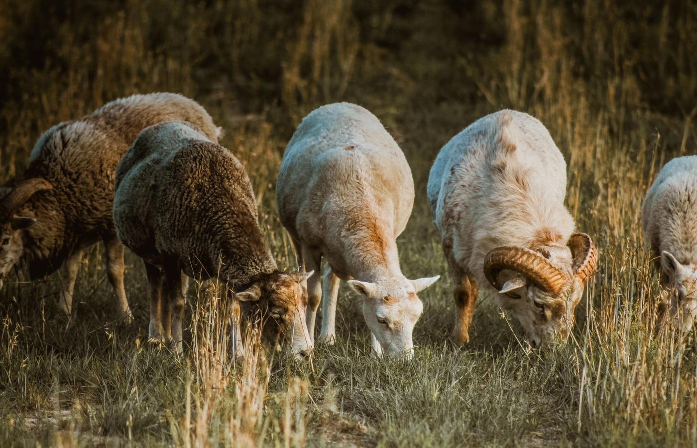 Sheep Management Practices Test