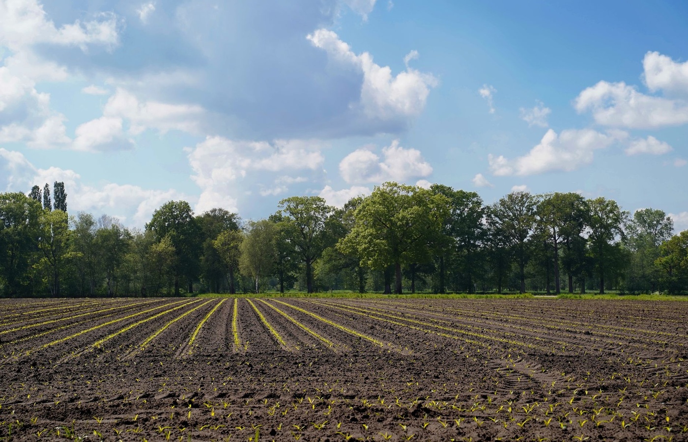 Specialty Crops
