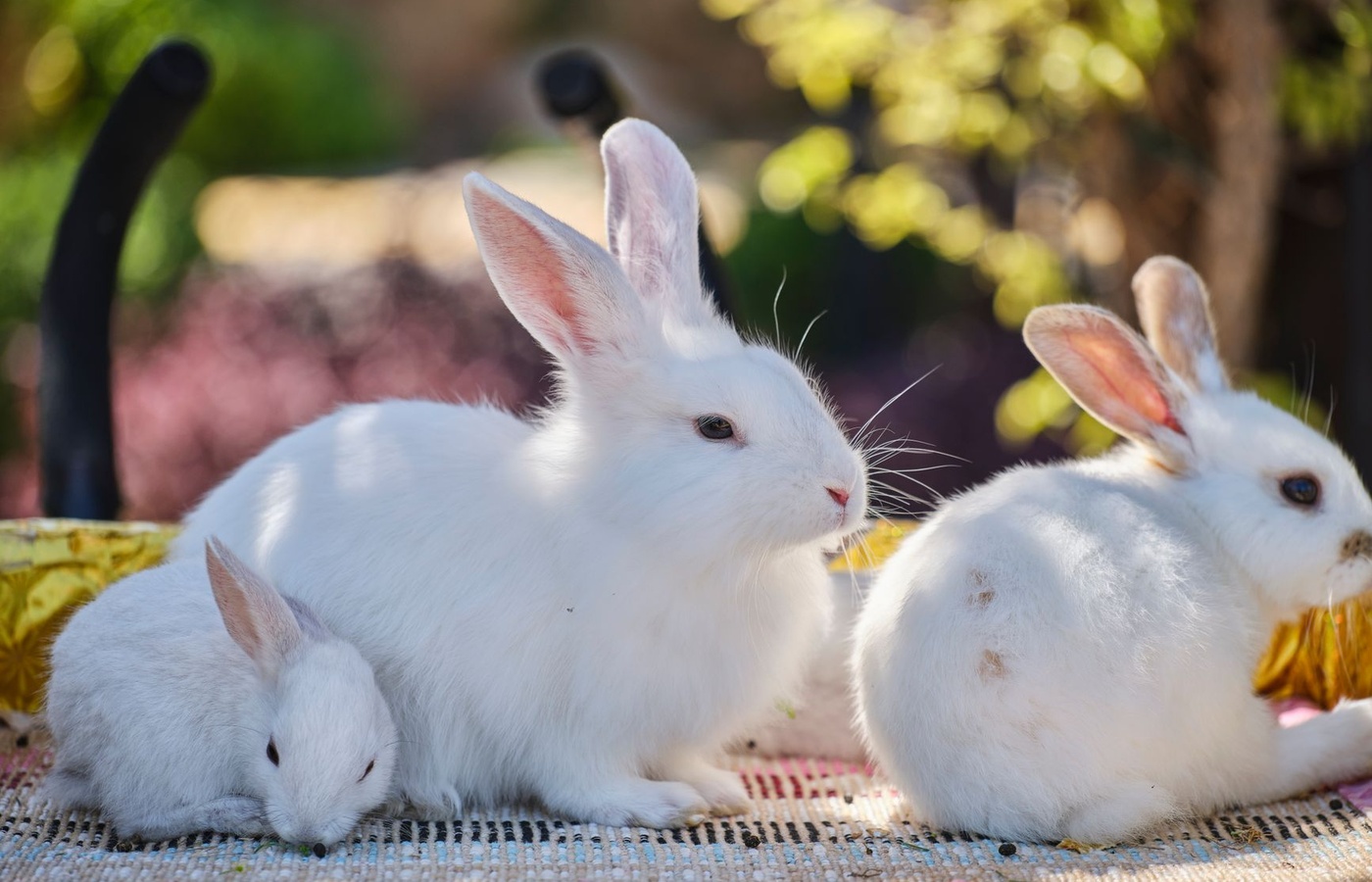 Senior 4H Rabbit Showmanship