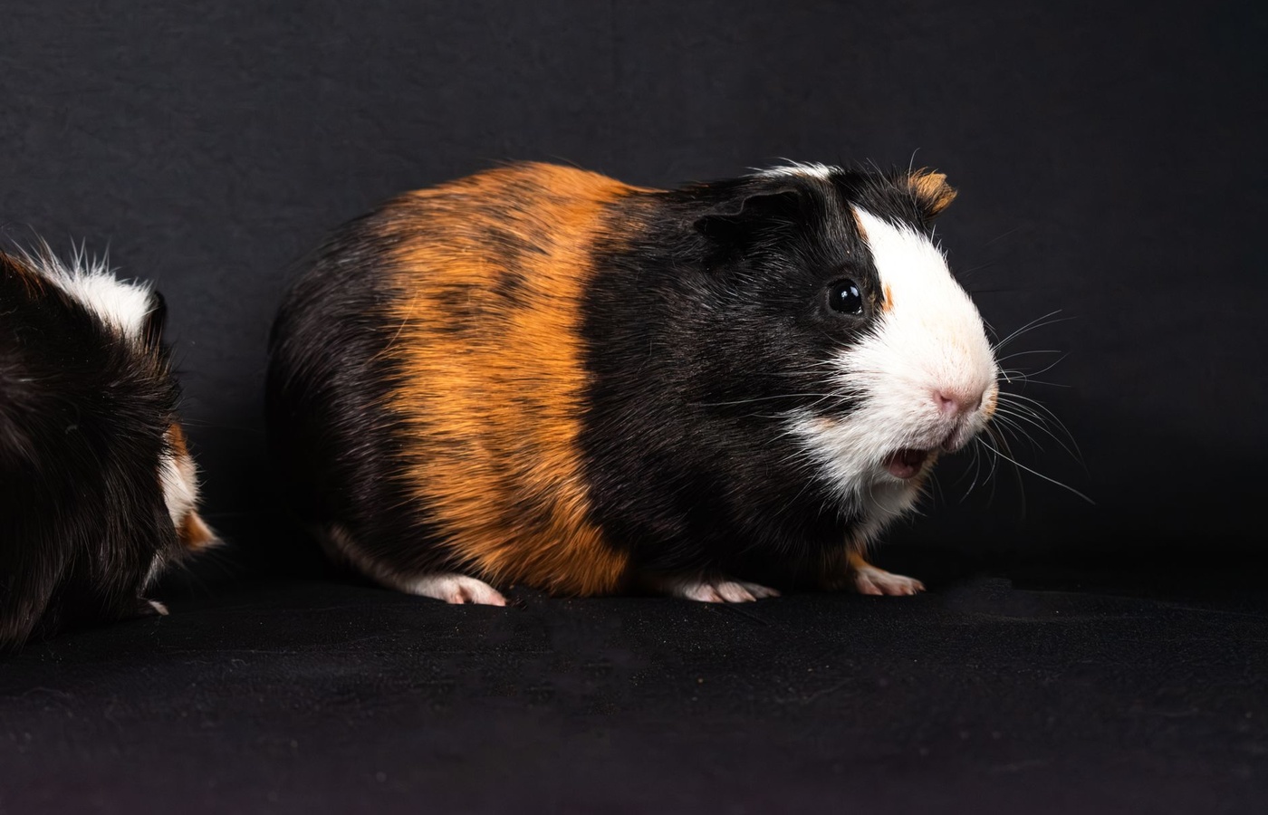 Senior Cavy Showmanship