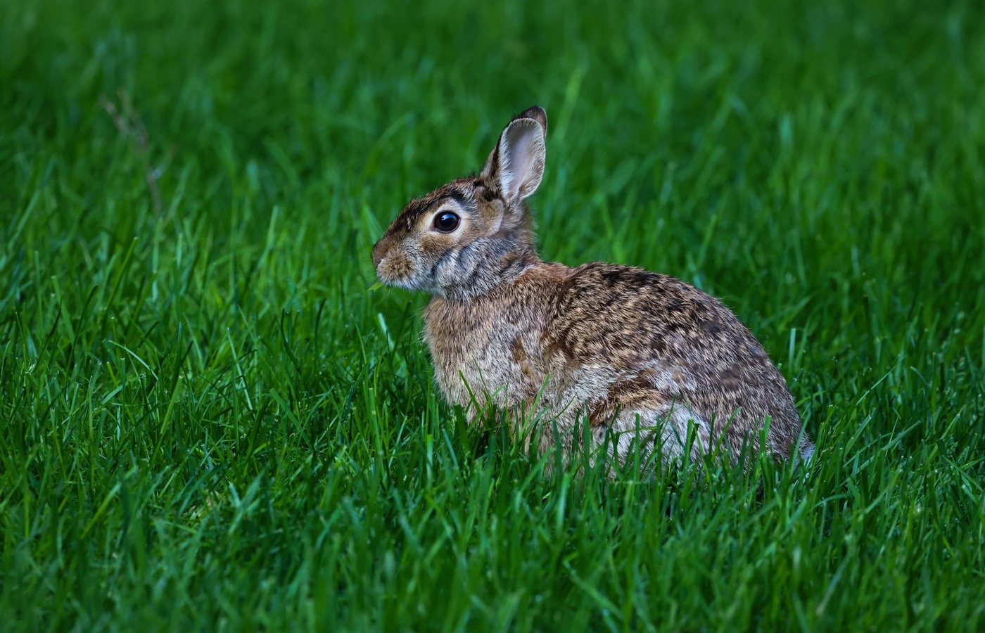 Senior Rabbit Showmanship (Advanced)
