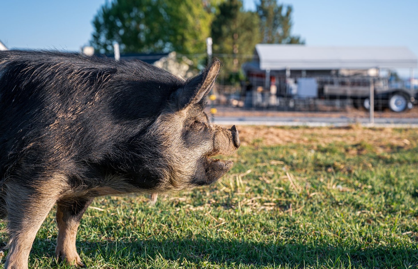 Swine Skillathon