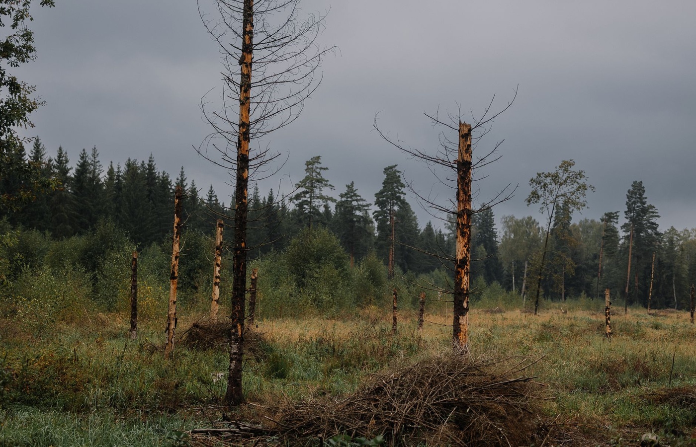 Wildland TB 190 – Brush Tools and Handline Construction