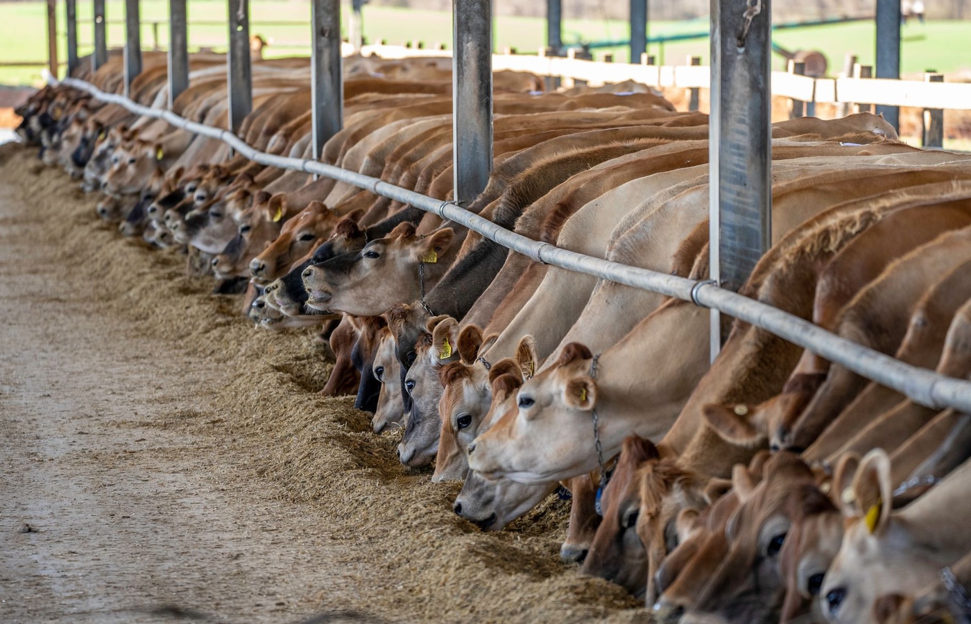 TCFA Feedyard Technician Certification