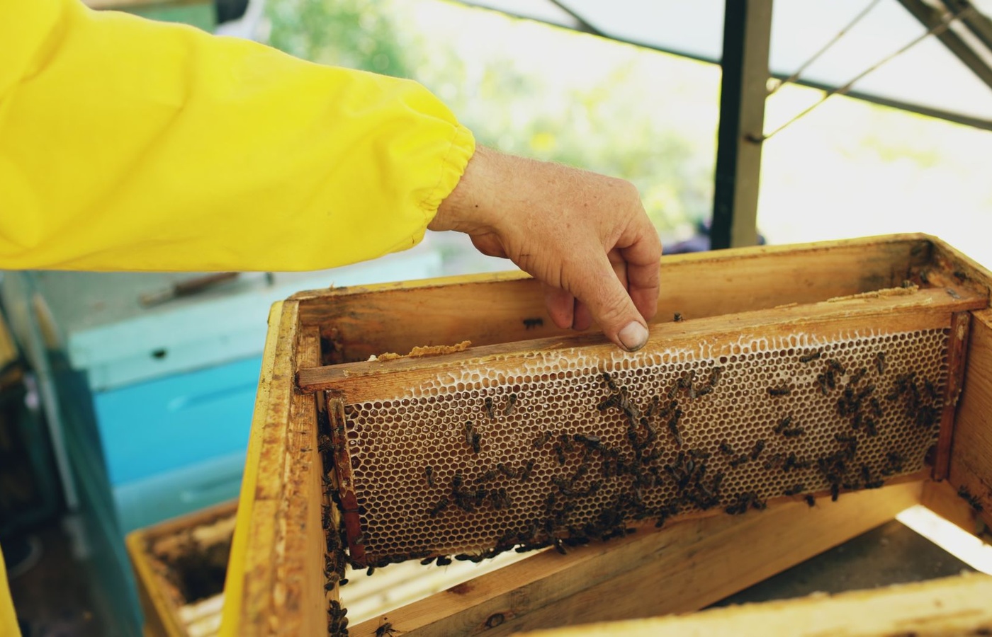Texas Master Beekeeper's Apprentice