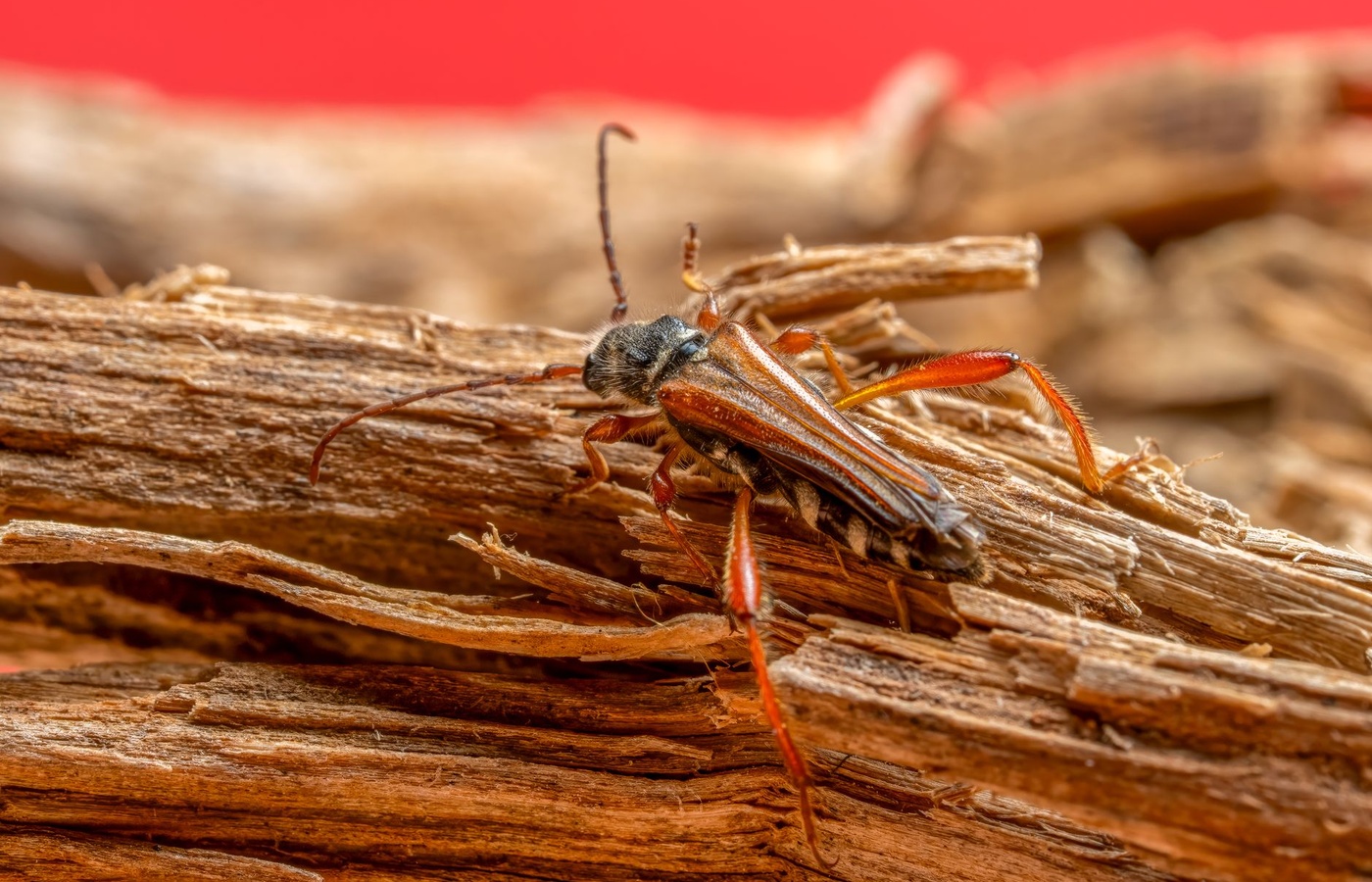 Texas Termite Technician