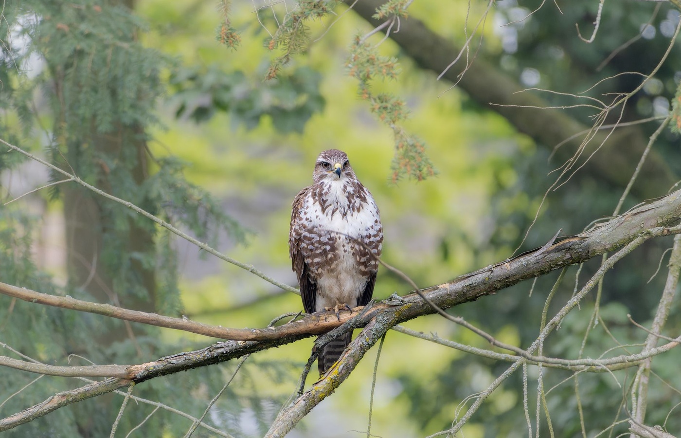 Tennessee Falconry Permit